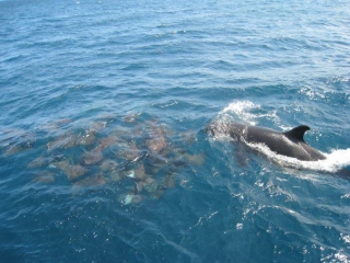 avistamiento de delfines